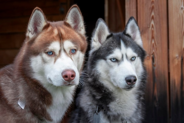 Dois cães husky na varanda de madeira de uma casa rural