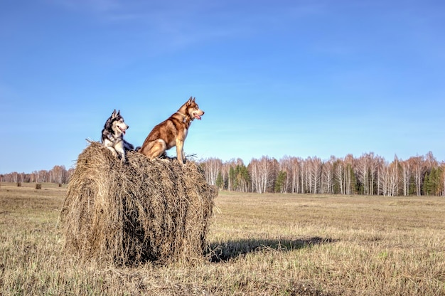 Dois cães Husky no palheiro seco no espaço de cópia do dia ensolarado