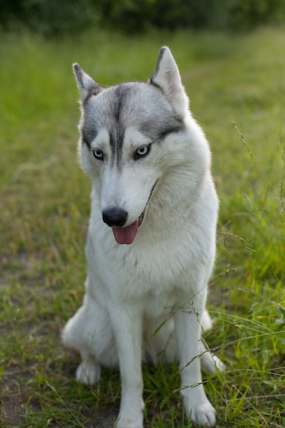 Dois cães Husky Siberiano olhando em volta