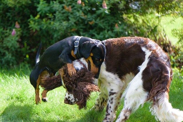 Dois cães jovens engraçados jogando na natureza verde verão