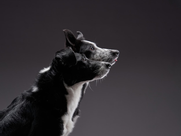 Dois cães juntos Happy Border Collie em um fundo escuro no estúdio