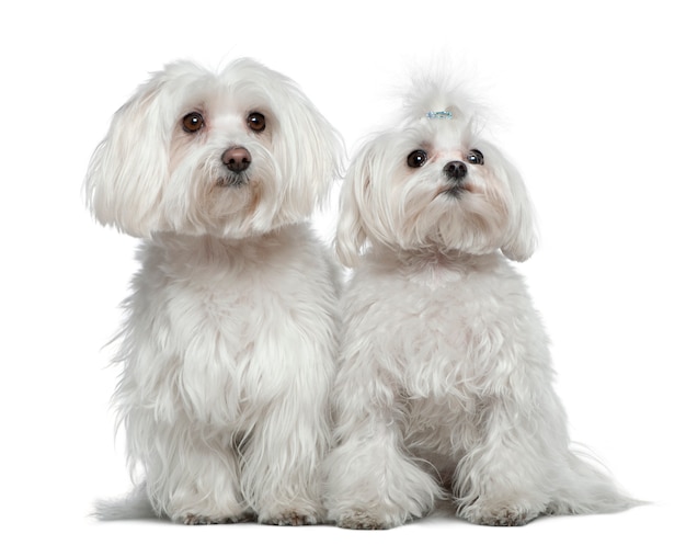 Dois cães malteses, 6 anos e meio e 2 anos e meio, sentados em frente ao muro branco