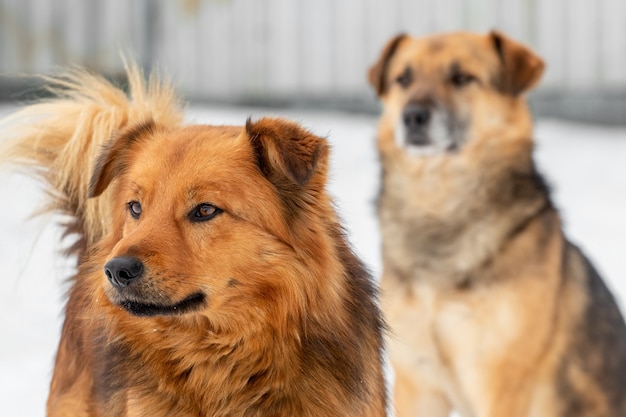 Dois cães marrons fecham-se no inverno ao ar livre