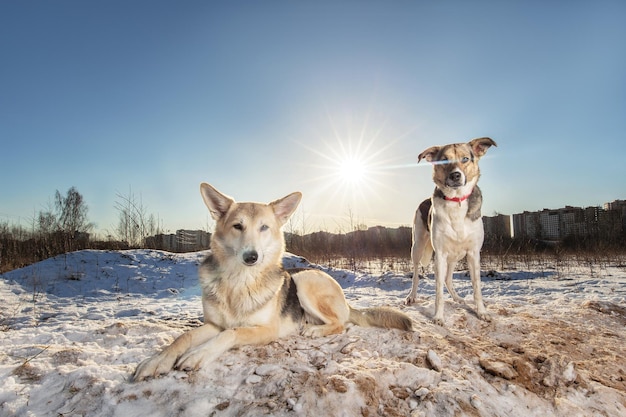 Dois cães mestiços saudáveis fortes no campo de inverno