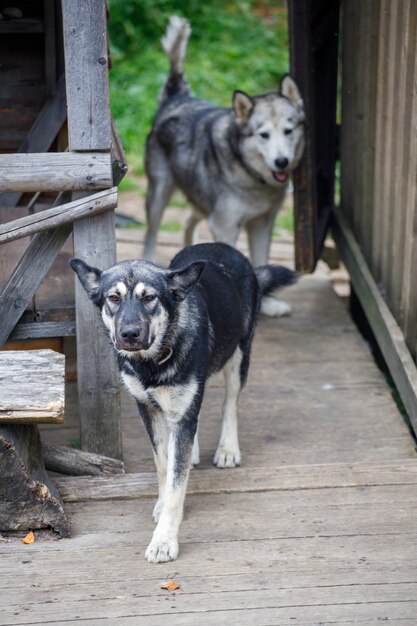 Dois cães na natureza na aldeia. Foto de alta qualidade