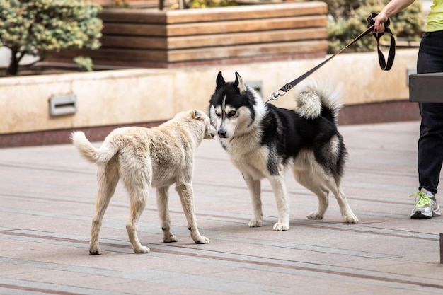 dois cães na rua da cidade