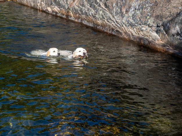 Dois cães nadando em uma lagoa. dois cães aprendendo a nadar juntos em um rio em um dia ensolarado, um deles carrega galhos em sua boca.