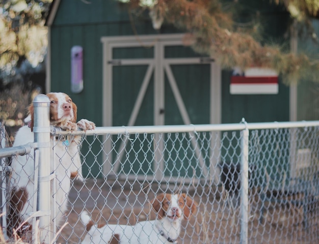 Dois cães observam as pessoas passarem por trás de uma cerca