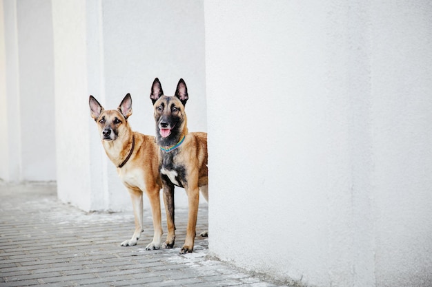 Dois cães parados ao lado de uma parede