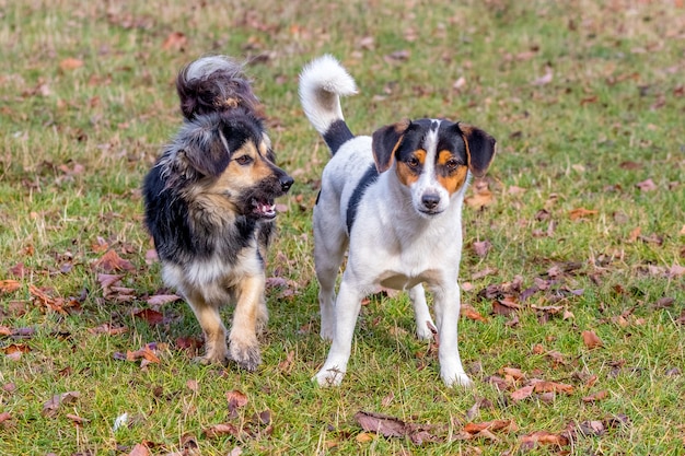 Dois cães pequenos enquanto caminhava no jardim de outono.