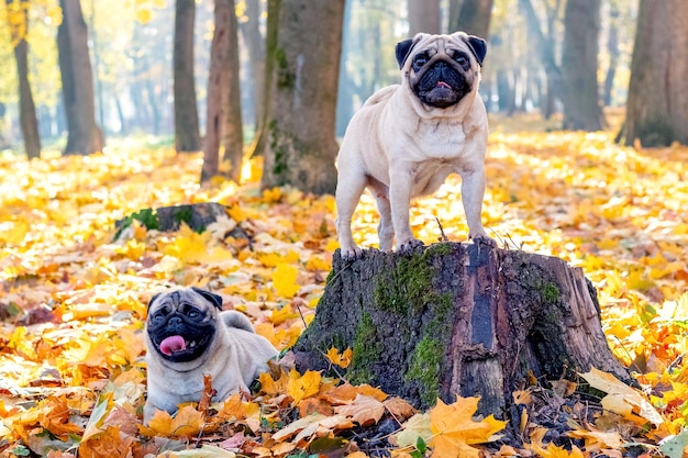 Dois cães pug no parque de outono perto do velho toco e folhas amarelas caídas