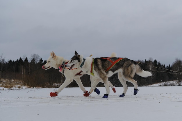 Dois cães puro-sangue correm no lago congelado em arreios e tênis especiais huskies siberianos trabalhando