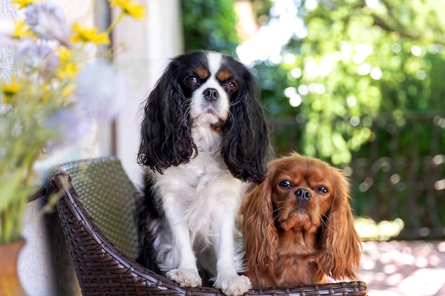 Dois cães sentados na cadeira em dia ensolarado
