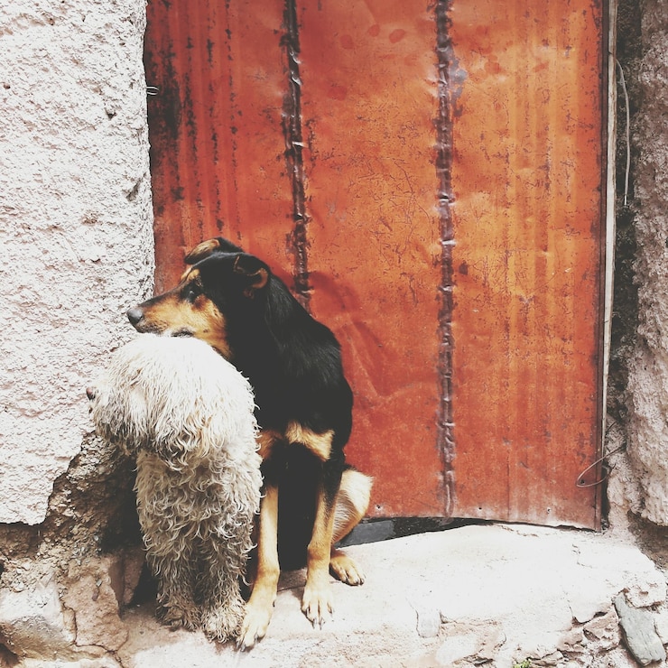 Foto dois cães sentados na porta