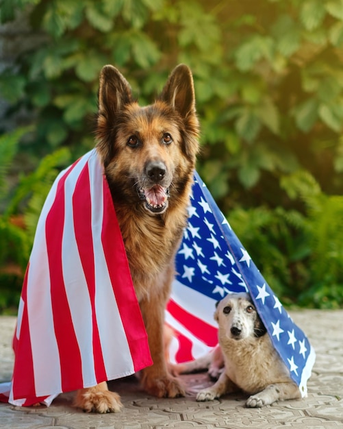 Dois cães sentam-se cobertos com uma bandeira americana