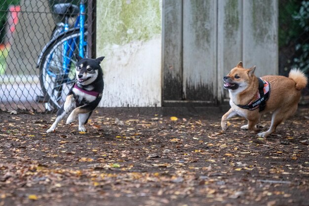 Dois cães shiba inu se divertem brincando na grama no gramado