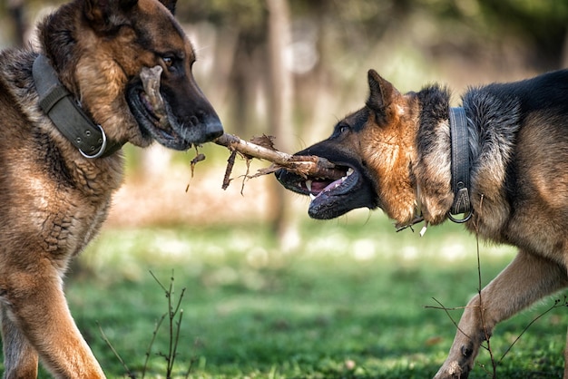 Dois Cães Uma Vara