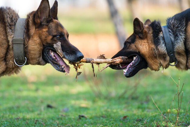 Foto dois cães uma vara