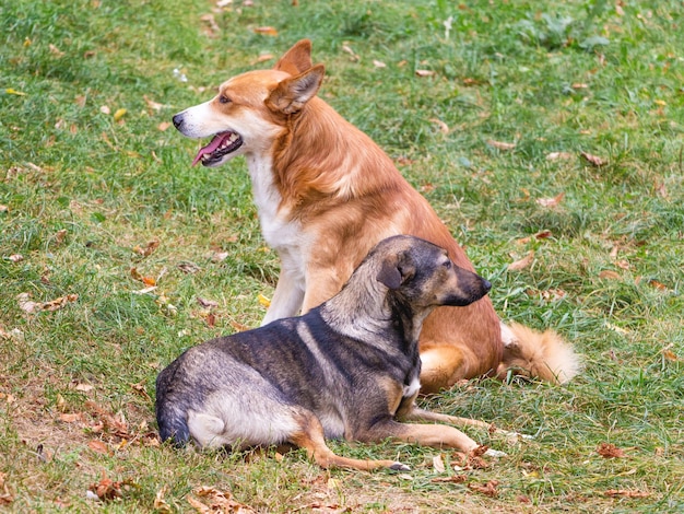 Dois cães vadios deitam no parque na grama_