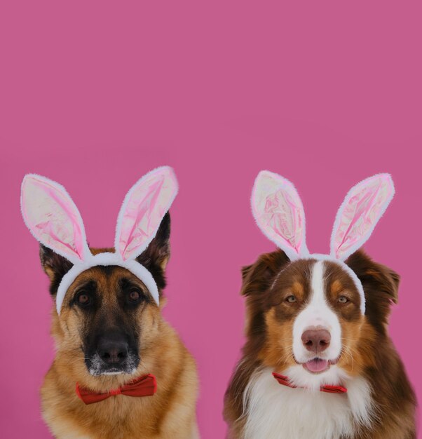 Dois cães vestindo gravata borboleta vermelha Cartão com espaço de cópia Conceito de animais de estimação celebra a Páscoa