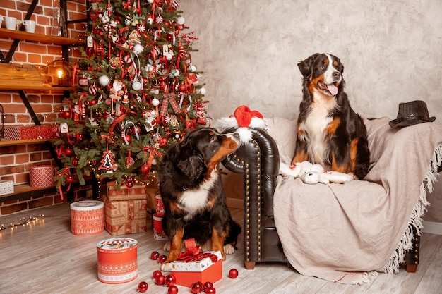 Dois cães Zenenhund estão deitados em casa no sofá perto da árvore de Natal o conceito de Natal