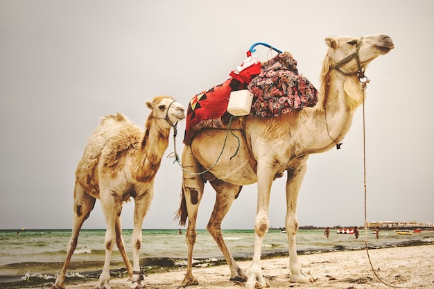 Dois camelos árabes decorados com trajes tradicionais berberes na praia do mar mediterrâneo. os camelos turísticos estão à espera dos turistas. abertura da temporada turística. cidade turística na tunísia, áfrica, início da primavera