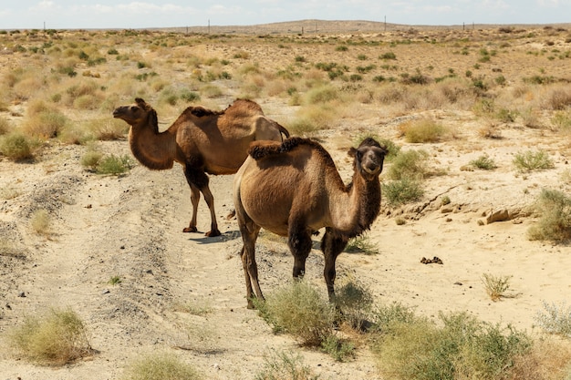 Dois camelos bactrianos perto da estrada