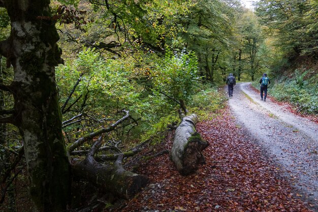 Foto dois caminhantes seguem uma rota na selva de irati, navarra, espanha.