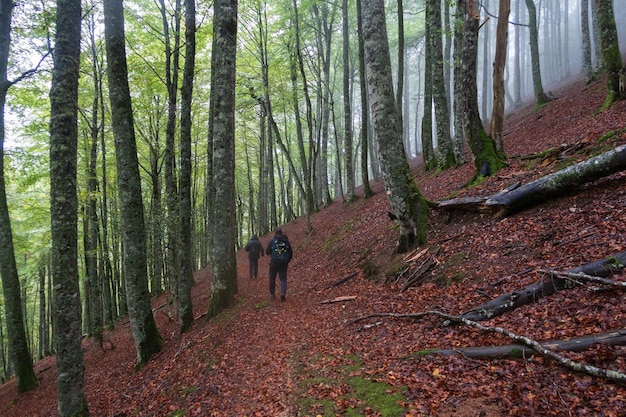 Dois caminhantes seguem uma rota na selva de Irati, Navarra, Espanha.
