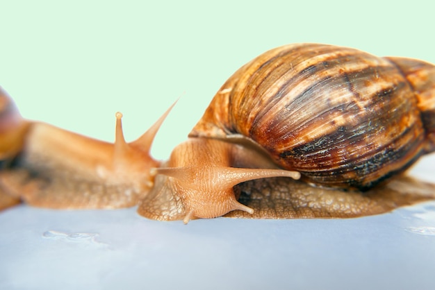 Dois caracóis Achatina gigante isolado