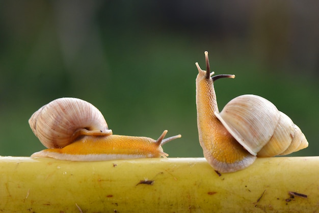 Foto dois caracóis em ação em um galho