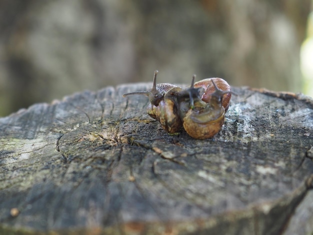 Dois caracóis em um toco de árvore