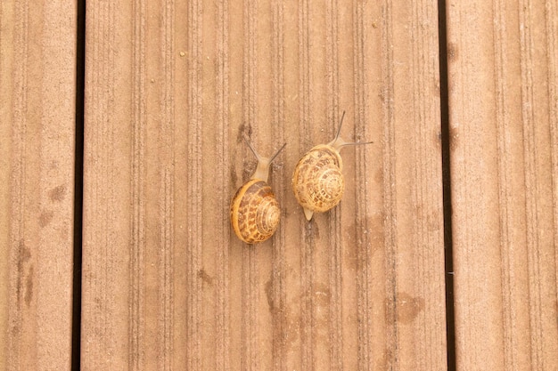 Dois caracóis em uma superfície de madeira