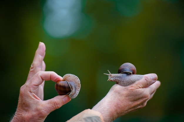 Dois caracóis na mão em um fundo verde borrado das árvores.