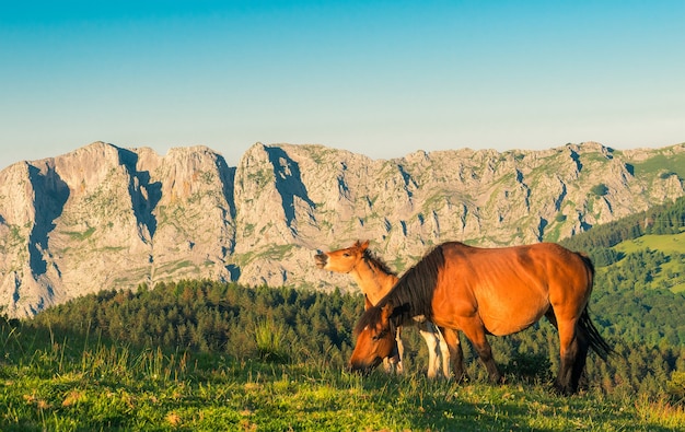 Dois cavalos ao pôr do sol no Parque Natural de Urkiola