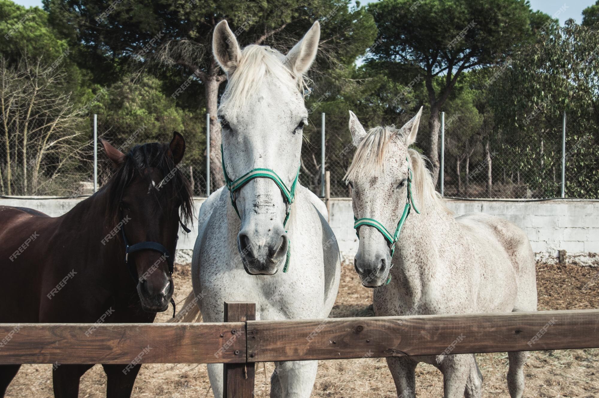 14027 - DIVERSOS - ANIMAIS - Dois Cavalos de frente - CAVALO - 41x29 cm.