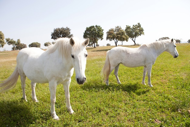 Dois cavalos brancos no prado