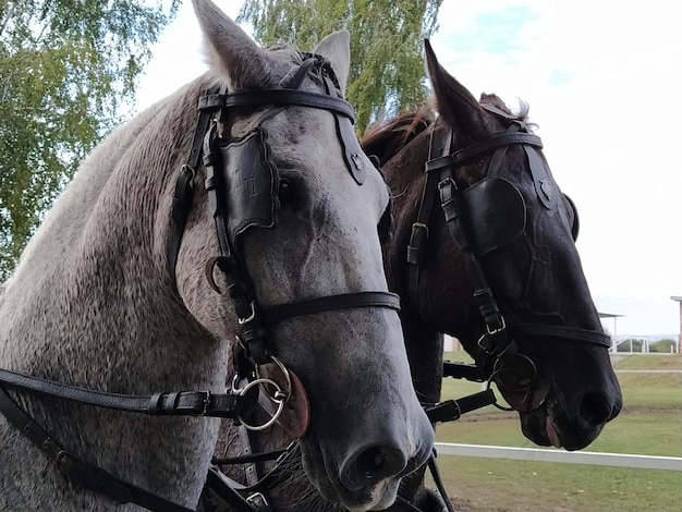 Dois cavalos com freios Trenó com cavalos Cavalo branco e preto Corridas esportivas ou montando pessoas em uma carruagem