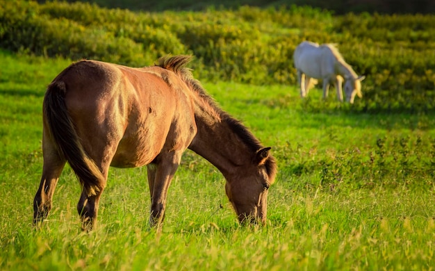 Dois cavalos comendo grama juntos na colina do campo com dois cavalos comendo grama