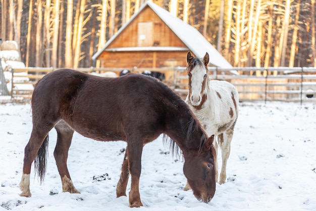 Dois cavalos em um paddock em uma fazenda no inverno. Cavalo marrom e branco no inverno no recinto de animais