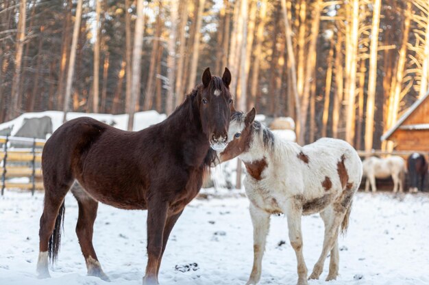 Dois cavalos em um paddock em uma fazenda no inverno. Cavalo marrom e branco no inverno no recinto de animais