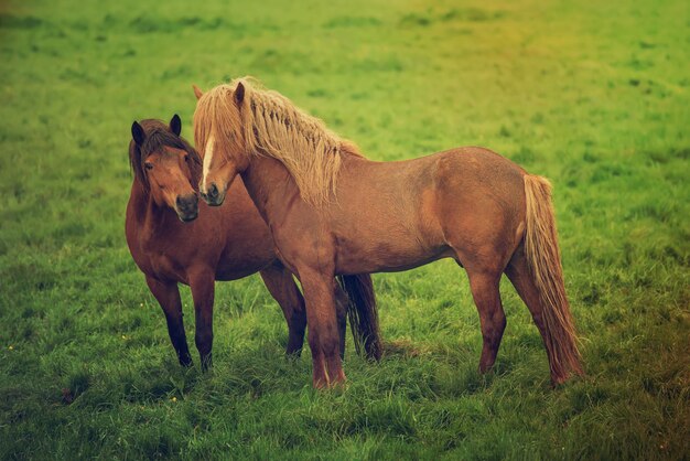 Dois cavalos islandeses