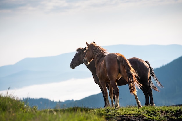 Dois cavalos nas montanhas dos Cárpatos Ucrânia Europa Beleza do fundo do conceito da natureza