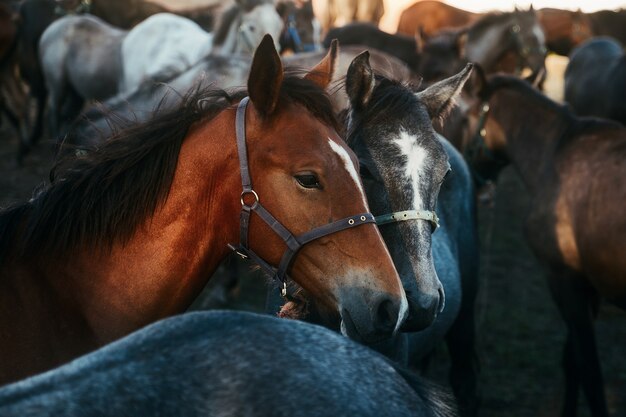 Dois cavalos no centro do rebanho