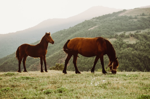 Dois cavalos pastam em um prado