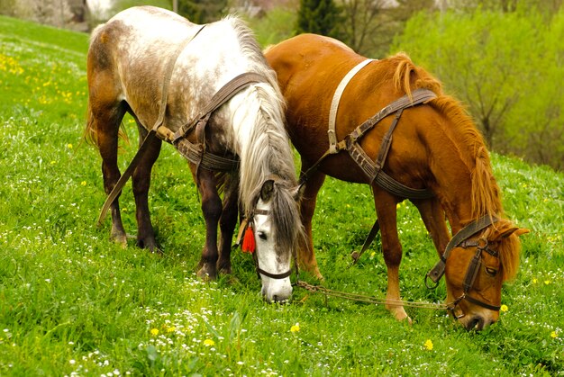 Dois cavalos pastando em prados do campo, primavera