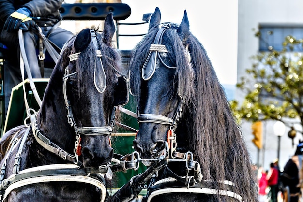 Dois cavalos pretos estão puxando uma carruagem com a palavra 