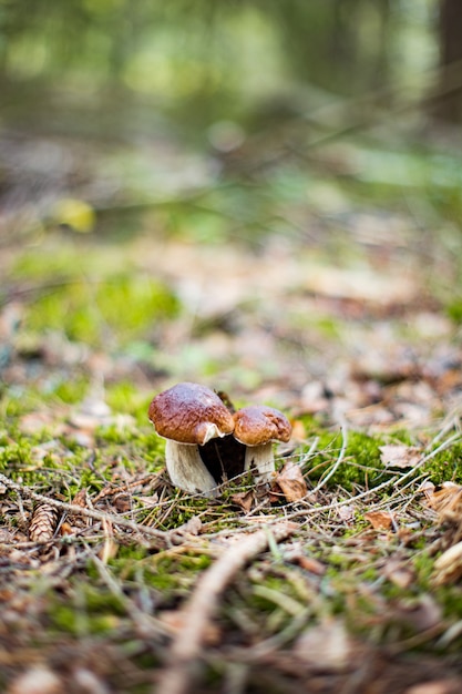 Dois Cep ou Cogumelo Boletus crescendo em musgo verde exuberante em uma floresta Boletus edulis