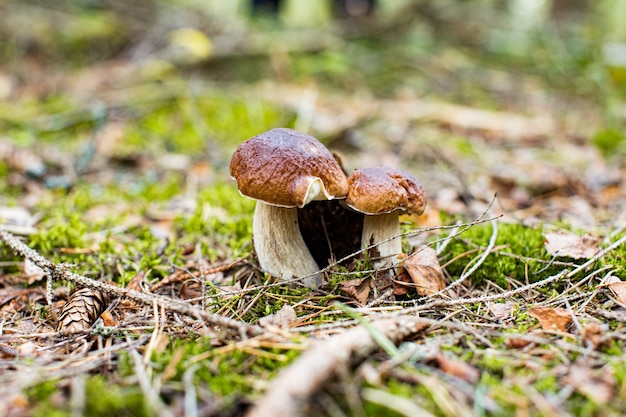 Dois cep ou cogumelo boletus crescendo em musgo verde exuberante em uma floresta boletus edulis