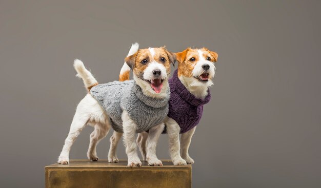 Dois charmosos Jack Russell posando no estúdio em suéteres quentes